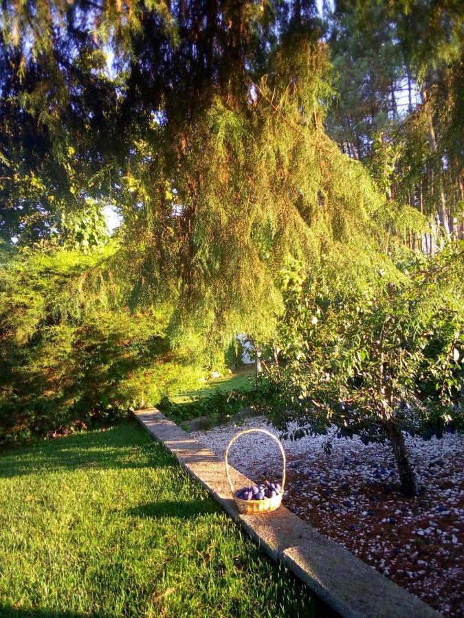 Villa Pinheirinhos - Quinta De Sao Caetano Carapito Esterno foto